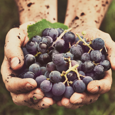 Wein Natur pur