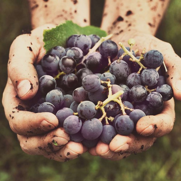 Aroma Weinverschluss